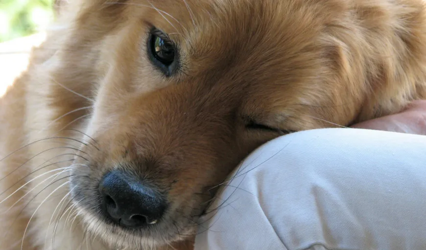Adoptă un câine, te va iubi necondiţionat. Filmuleţul care a devenit viral pe net VIDEO