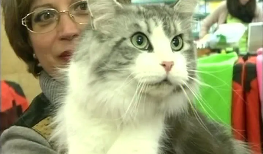 Expoziţie de pisici, în Capitală: Care au fost cele mai frumoase feline VIDEO