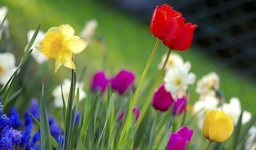Mituri populare despre primăvară demontate