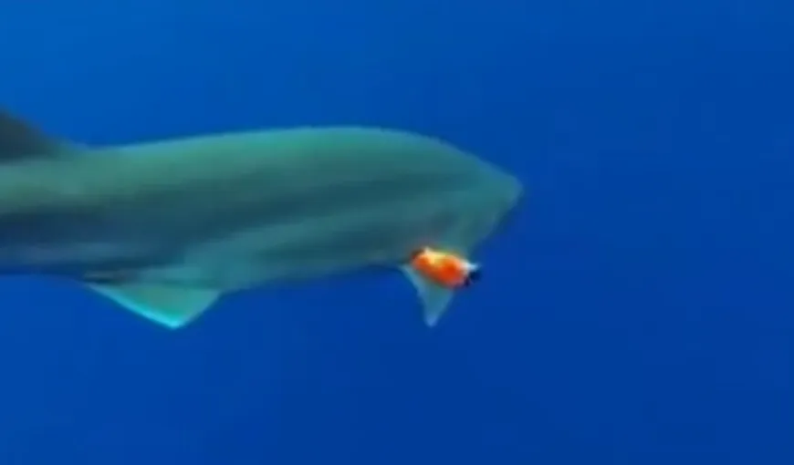 Cum arată oceanul văzut prin ochii unui rechin VIDEO