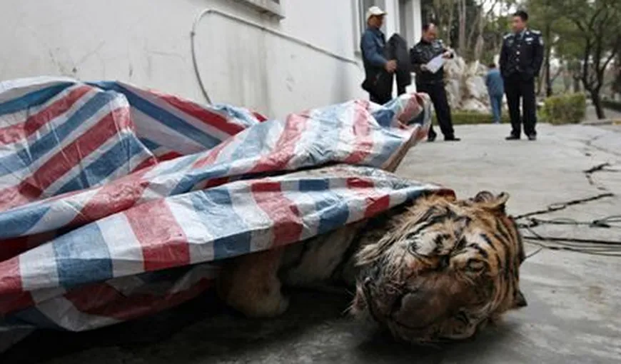 Cruzime fără limite în China: Tigrii sunt ucişi brutal „pentru distracţie”