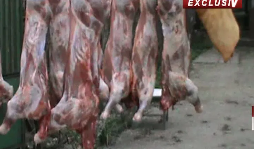 Miei tăiaţi în curte şi carne vândută direct din portbagaj. Totul se petrece sub protecţia poliţiei VIDEO