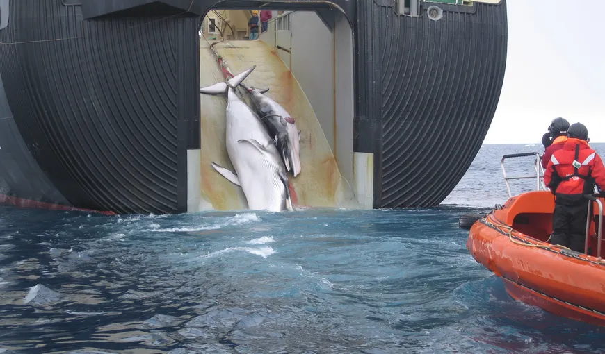 PREMIERĂ: Japonia renunţă la campania de vânare a balenelor în Antarctica