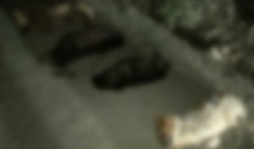 Descoperire şocantă la marginea Constanţei. Câini împuşcaţi şi zdrobiţi cu bâtele VIDEO