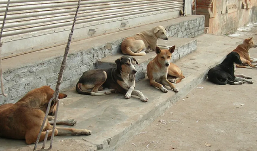 Federaţia pentru Protecţia Animalelor a depus o petiţie la Guvern împotriva eutanasierii