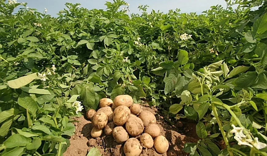 Cartoful românesc este pe cale de dispariţie