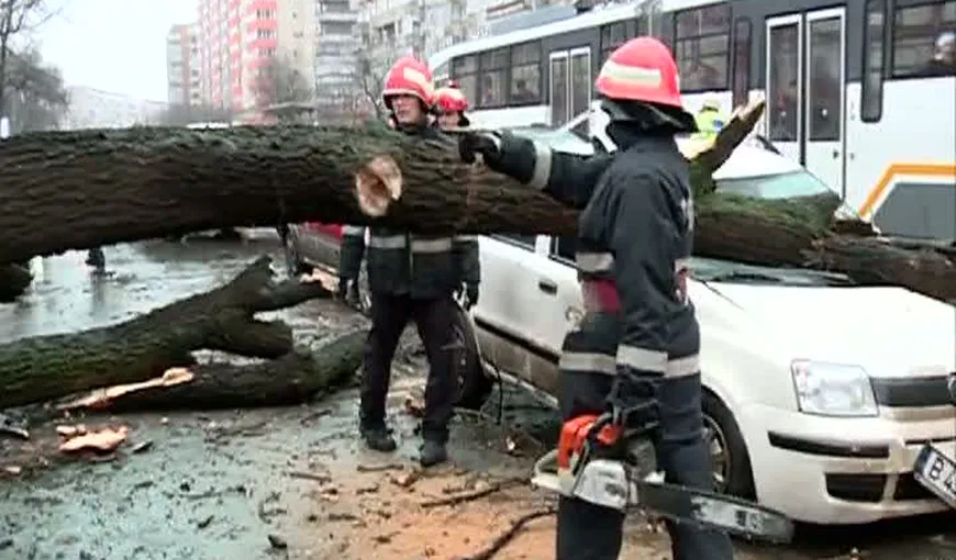 Un copac a căzut pe o maşină, în Capitală