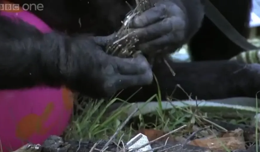 Are 98% din ADN-ul UMAN: Un cimpanzeu BONOBO a învăţat singur să APRINDĂ FOCUL şi să gătească VIDEO