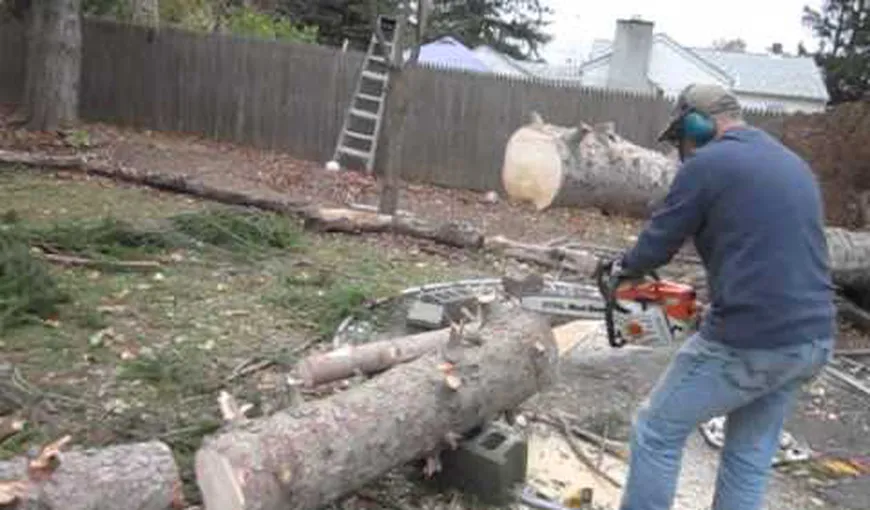 Au tăiat copacul cu drujba, dar ce a urmat face înconjurul lumii. VIDEO INCREDIBIL