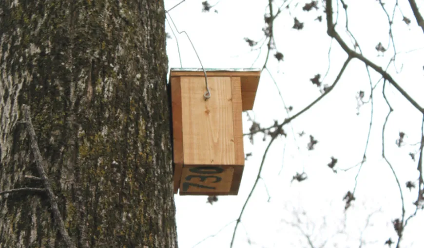 Peste 1.000 de cuiburi artificiale pentru păsări, amplasate în pădurile din jurul Clujului