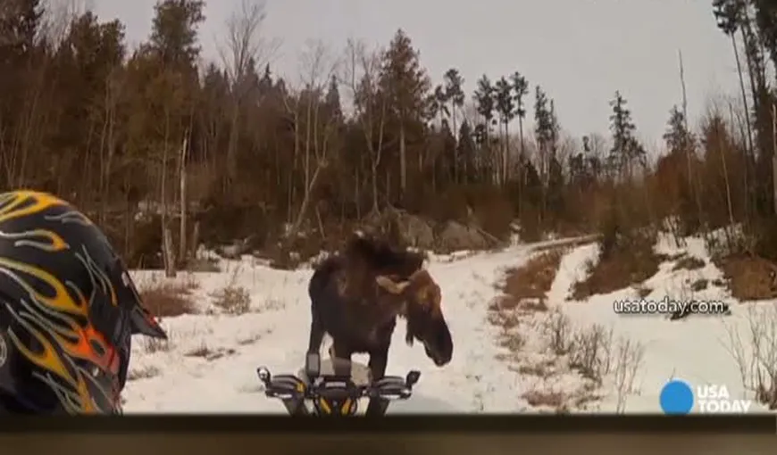 Doi turişti, atacaţi de un elan în timp ce se plimbau cu snowmobilul VIDEO