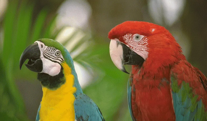 Papagalii dau nume puilor. Detalii neştiute despre aceste păsări foarte inteligente