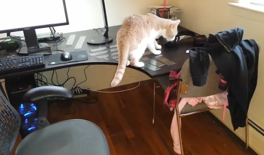 Cum să împiedici o pisică să se caţere pe biroul tău: Metoda amuzantă VIDEO