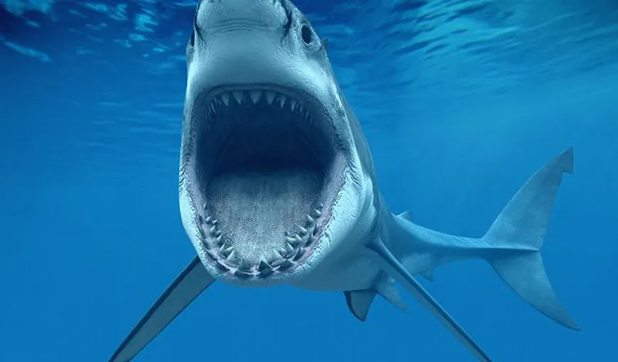 Femeie atacată de rechin în Australia: S-au mai găsit doar casca şi ochelarii