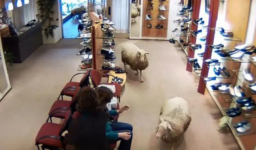 Clienţi neobişnuiţi: Un magazin de pantofi din Olanda, vizitat de … OI VIDEO