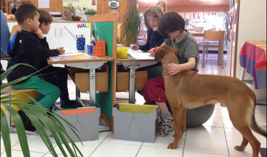 Şcoala cu căţei: Profesorii din Elveţia aduc câini la ore pentru bunăstarea elevilor