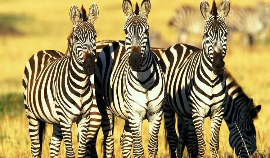 De ce au zebrele dungi? MISTERUL a fost EXPLICAT de oamenii de ştiinţă