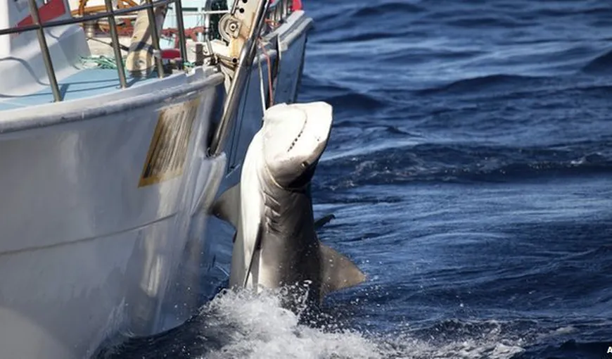 Program controversat în Australia: Peste 170 de rechini, capturaţi de autorităţi