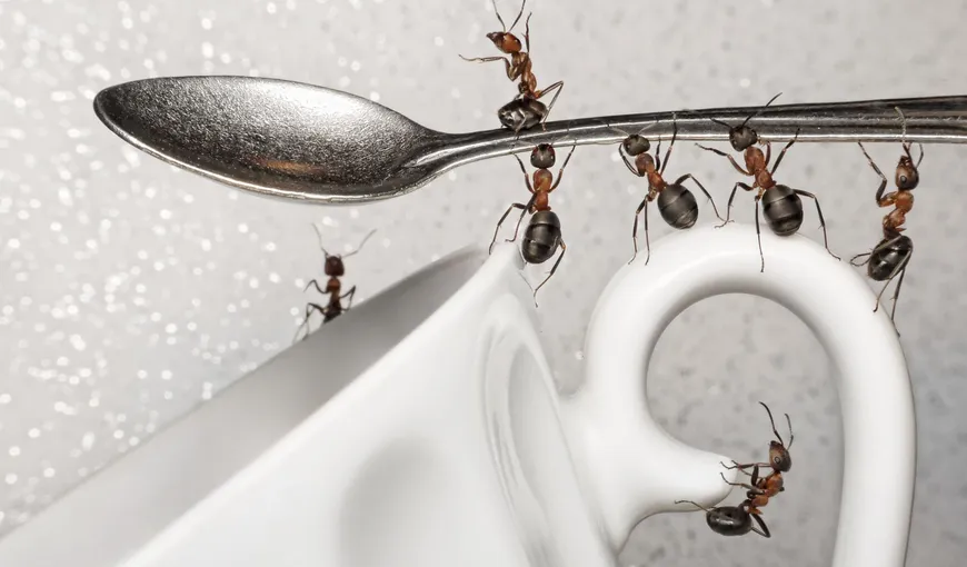 Modalităţi naturale de a scăpa de furnici