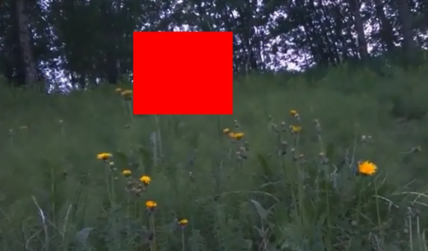CREATURĂ BIZARĂ filmată într-o pădure din Norvegia: Sunt sigur că era BIGFOOT VIDEO