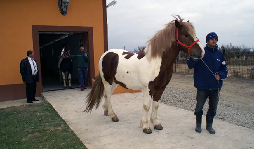 Tineri arestaţi preventiv pentru furtul a cinci cai de rasă de aproximativ 48.000 de euro