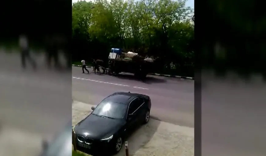 Scene de o duritate fără margini în Gorj: Mai mulţi bărbaţi îşi maltratează caii în văzul tuturor VIDEO
