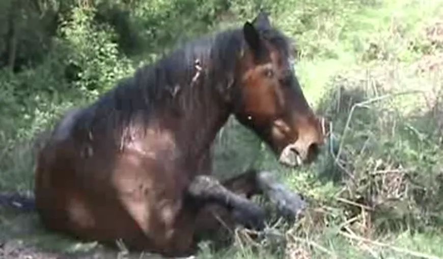 Operaţiune dificilă de salvare a unui cal dintr-o râpă VIDEO