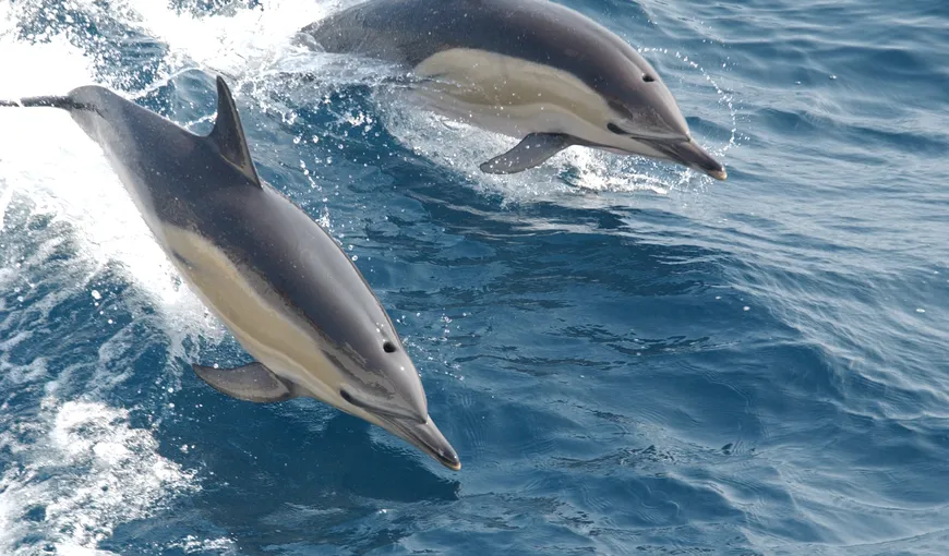 Vrei să adopţi un delfin? Cum poţi să devii părintele îndrăgitului mamifer din Marea Neagră