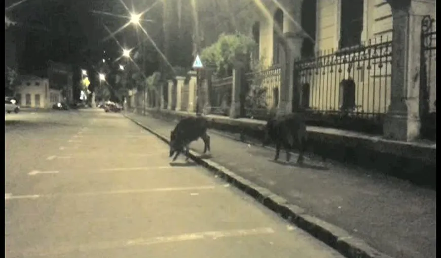O turmă de porci mistreţi, la plimbare pe străzile din Braşov. Animalele au fost alungate în pădure de jandarmi