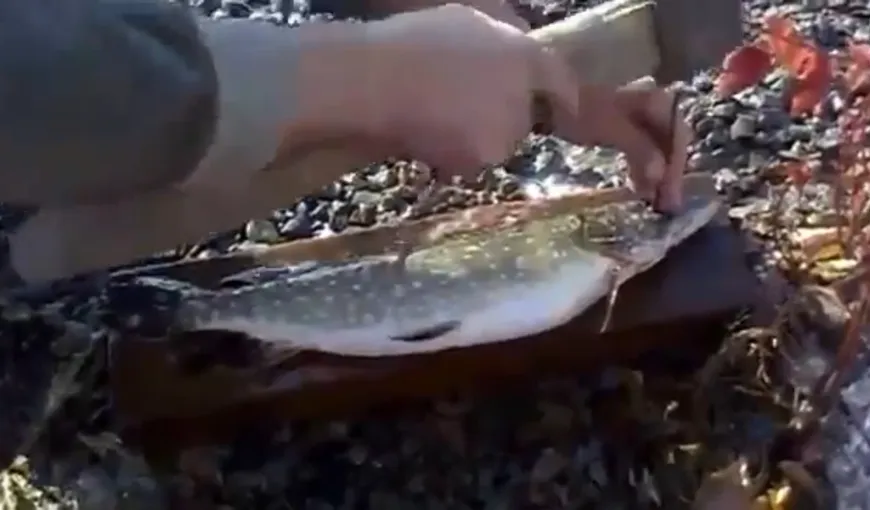Pe asta SIGUR nu o ştiai: Cum să cureţi rapid un peşte de SOLZI folosind un CIOCAN şi DOUĂ CUIE VIDEO
