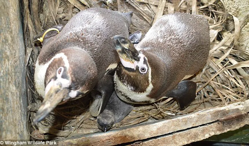 Fenomen inedit în regnul animal: Doi pinguini gay au adoptat un pui abandonat