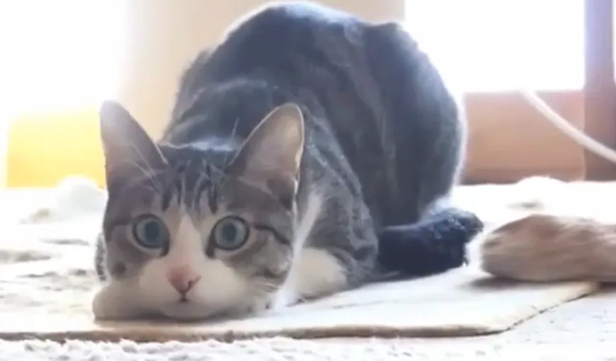 Cele mai tari mişcări de dans ale unei pisici VIDEO