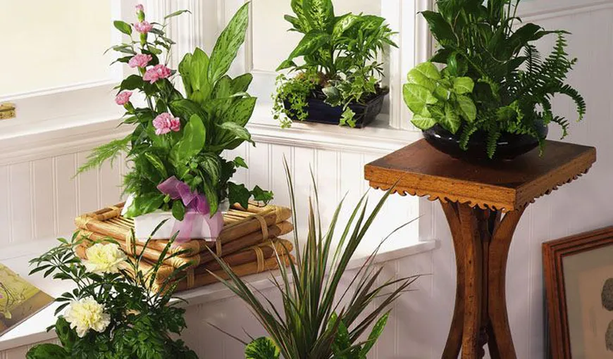 Motive să ai cât mai multe plante în casa ta