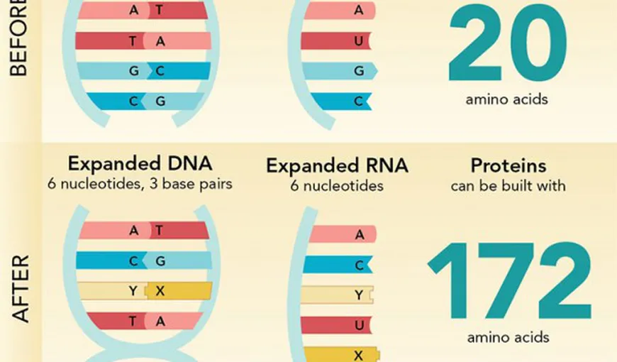 Reuşită ştiinţifică incredibilă: Cercetătorii au creat primul organism cu un ADN „extraterestru”