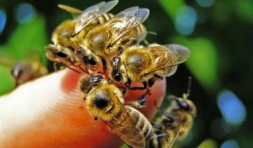 Ce trebuie să faci, pas cu pas, dacă te înţeapă albina sau viespea