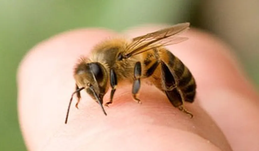 Invazie de viespi şi albine din cauza căldurii: Oameni sunt atacaţi