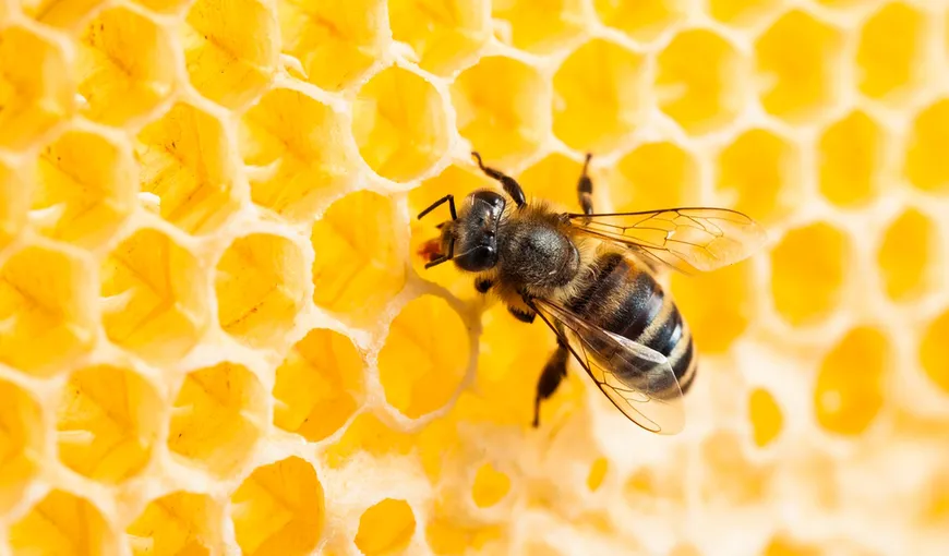 Dezastru ecologic în Botoşani: Sute de familii de albine au murit