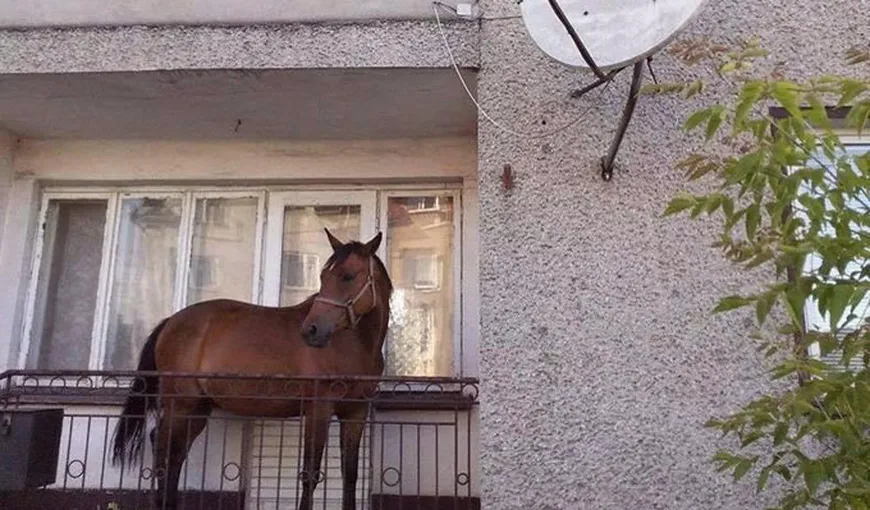 FOTOGRAFIA ZILEI: Un cal putere parcat în balcon