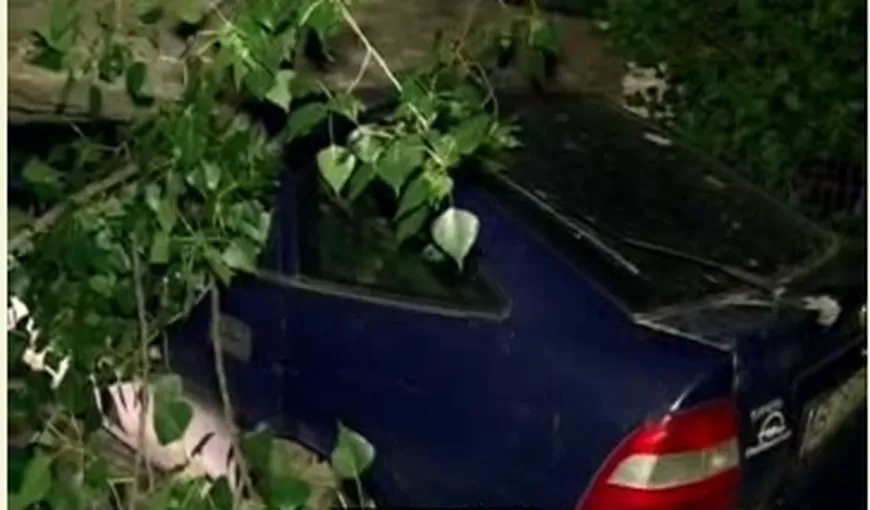 Două maşini au fost DISTRUSE după ce un copac s-a prăbuşit peste ele VIDEO