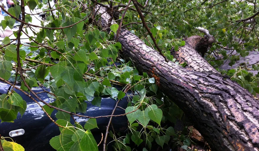Două persoane au fost rănite după ce un copac a căzut peste maşina în care se aflau