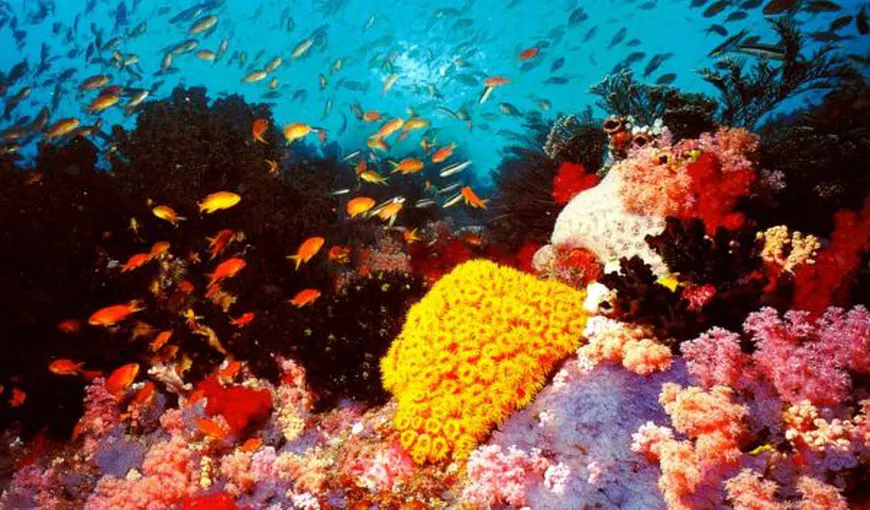 Cantitatea de substanţe poluante din zona Marii Bariere de Corali a scăzut