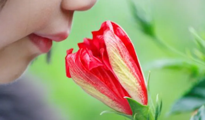 Mirosuri secrete ale stării de bine. Efectele miraculoase ale scorţişoarei şi altor plante