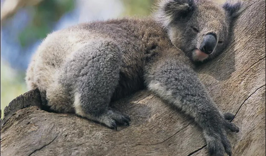 Metoda uimitoare prin care se răcoresc koala: Îmbrăţişează un copac