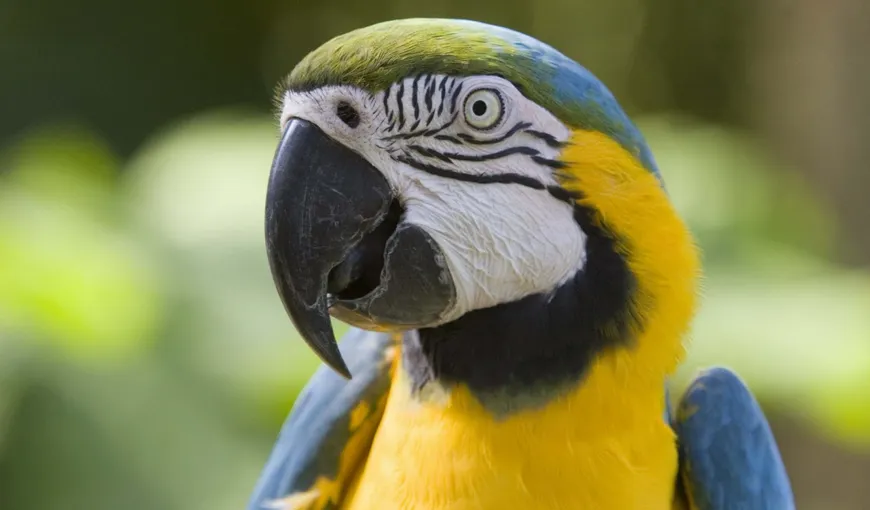 O femeie, cercetată pentru înşelăciune după ce a vândut un papagal nevorbitor
