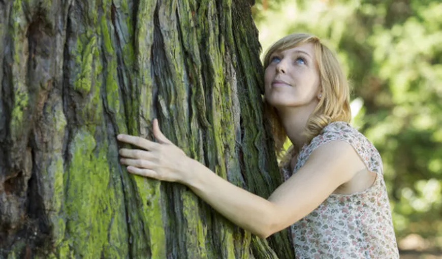 Puterea terapeutică a copacilor. Află care sunt cei mai benefici pentru tine
