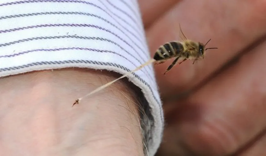Un bărbat a murit după ce a fost înţepat de o albină
