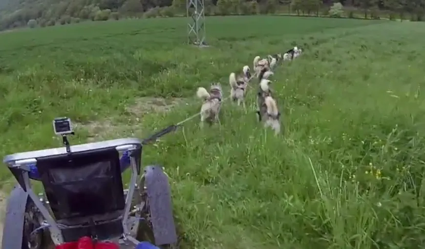 Cum se antrenează câinii Husky pe timp de vară. VIDEO cu un grup de câini foarte ordonaţi