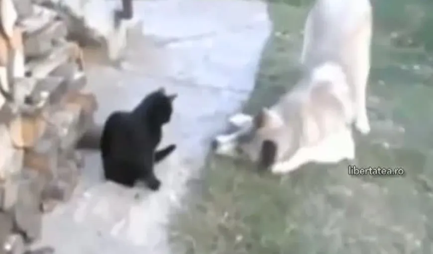 NĂSTRUȘNICIA animalelor de companie: Faze haioase cu câini şi pisici care vor provoca hohote de râs VIDEO