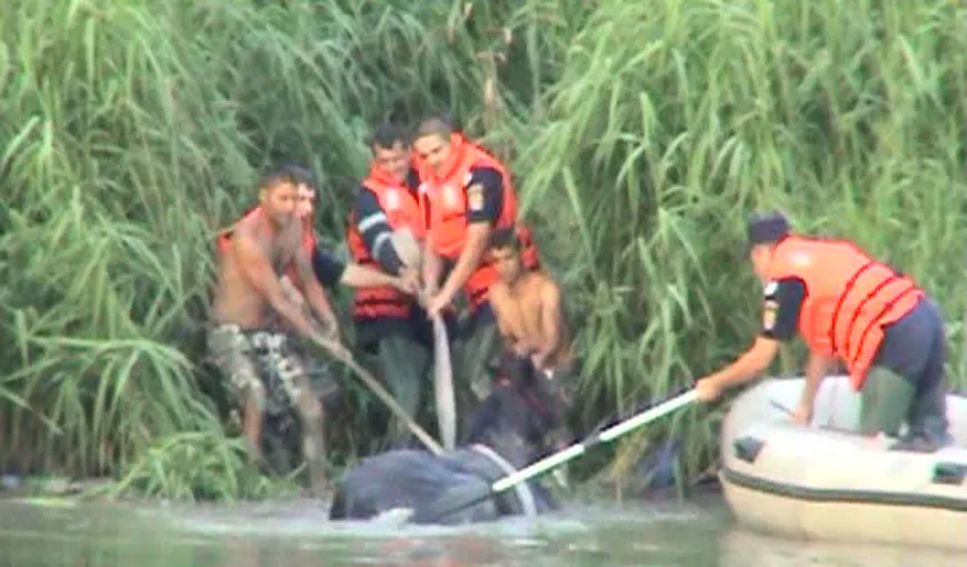 Misiune dramatică de salvare a unui cal căzut în râul Argeş VIDEO