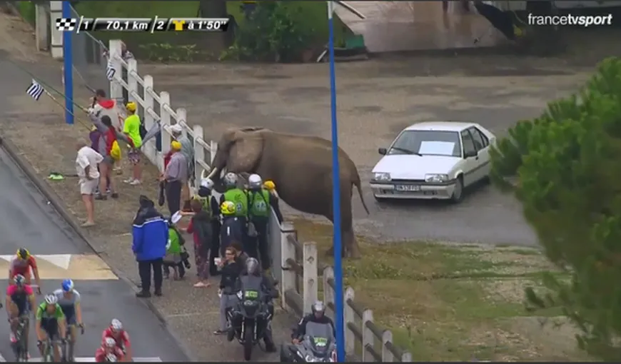 Imagine SUPRAREALISTĂ în Turul Franţei. Un elefant s-a numărat printre spectatori VIDEO